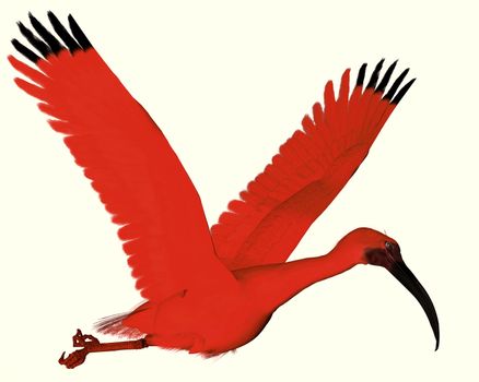 The Scarlet ibis is a wading bird that uses its long bill to catch fish, insects and crustaceans.