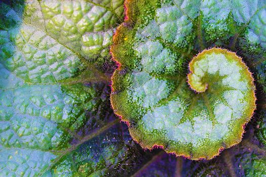 The Rex Begonia is known for its large hairy colorful leaves and is a perennial.