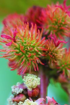 Sedum is a low growing foliage plant and comes in many perennial varieties.