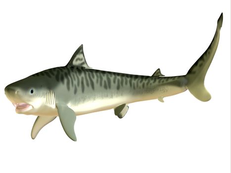 The Tiger Shark is a large macropredator which can attain a length of 5 meters or 16 feet and is found in tropical and temperate waters.