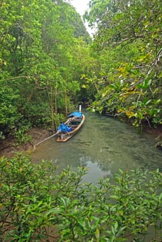 longtail boat in mangroves forest, Krabi, Thailand.