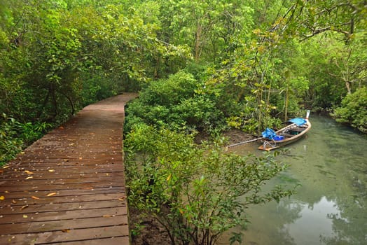 longtail boat in mangroves forest, Krabi, Thailand.