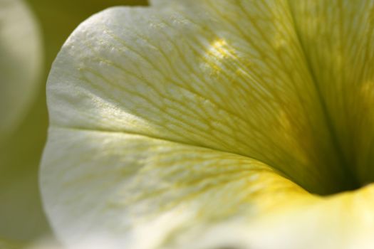 Petunias are an annual flower that likes full sun to grow well and come in a variety of colors.