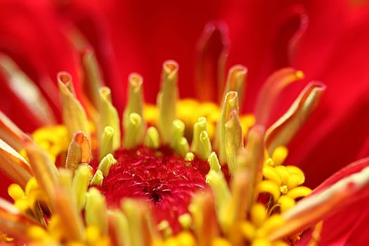 The Zinnia is a annual with star-shaped flower stamens and blooms in summer and autumn.