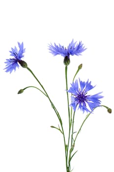 The beautiful cornflower isolated on white background