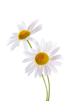 The beautiful daisy isolated on white background