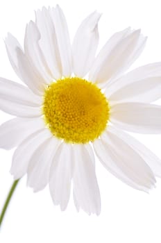 The beautiful daisy isolated on white background