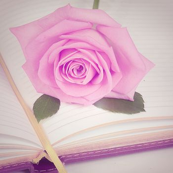 The rose on the book close up