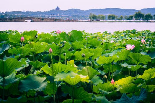 Hangzhou is a beautiful city in Zhejiang province China