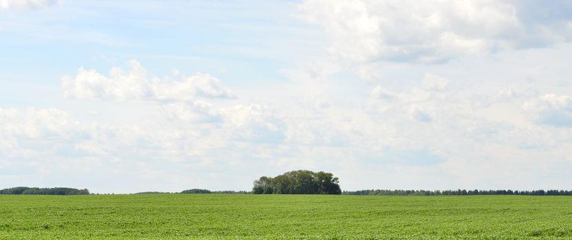 Green field on a background of the blue sky
