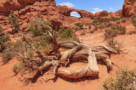 Red Brown Skyline Arch Rock Canyon Arches National Park Moab Utah USA Southwest. 