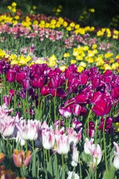 Spring background with tulips over natural background