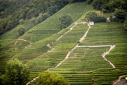 Tea terraces in Hangzhou city Zhejiang province