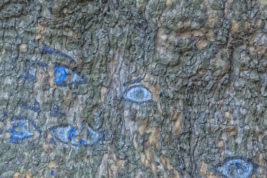 Blue eyes drawn on the bark of a tree