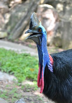 close up of cassowary head