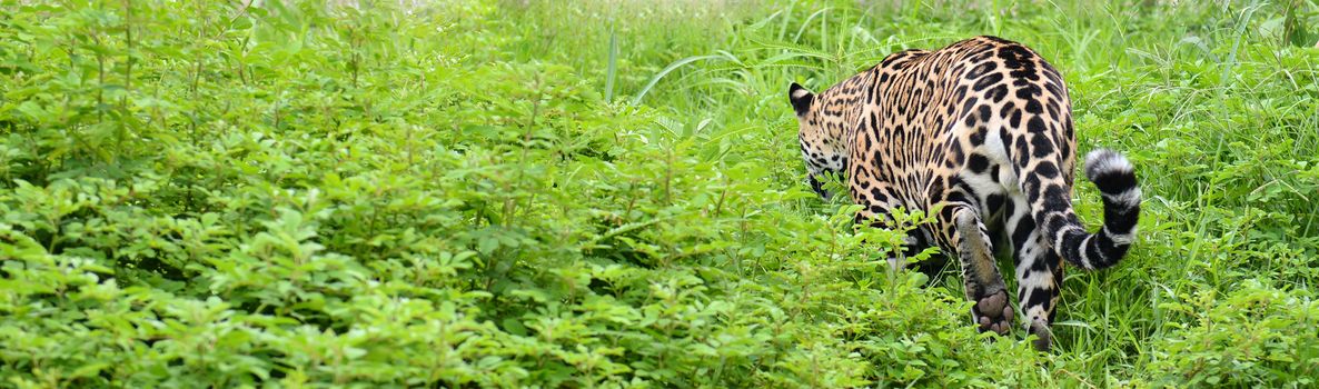 jaguar ( Panthera onca ) in nature