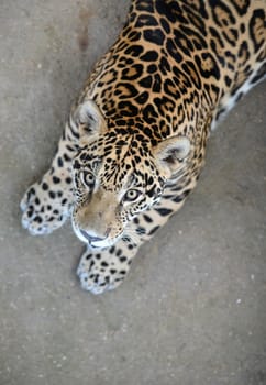 jaguar ( Panthera onca ) in zoo