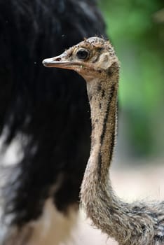 close up of ostrich head