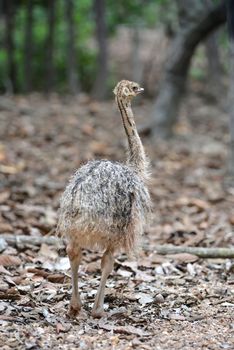 a baby ostrich in zoo