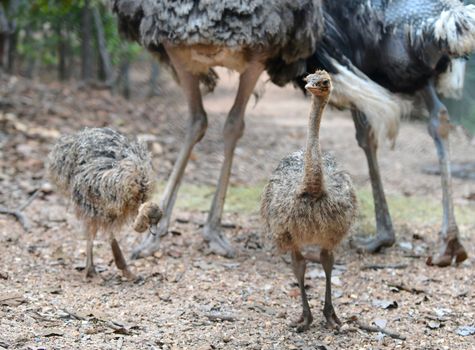 a baby ostrich in zoo