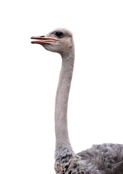 close up of ostrich head isolated on white background