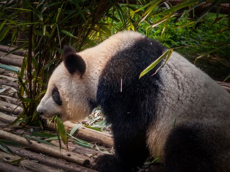 Panda playing in the bamboo forest in Sichuan province