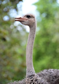 close up of ostrich head