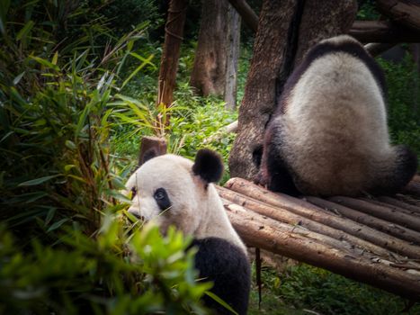 Panda playing in the bamboo forest in Sichuan province