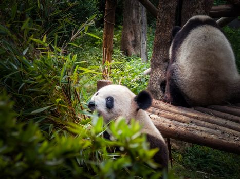 Panda playing in the bamboo forest in Sichuan province