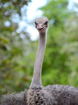 close up of ostrich head