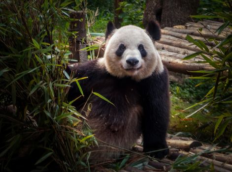 Panda playing in the bamboo forest in Sichuan province