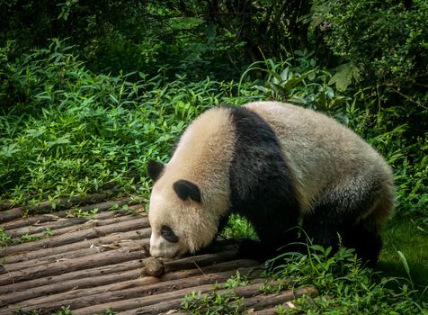 Panda playing in the bamboo forest in Sichuan province
