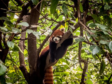 Panda playing in the bamboo forest in Sichuan province