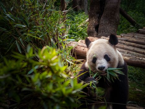 Panda playing in the bamboo forest in Sichuan province