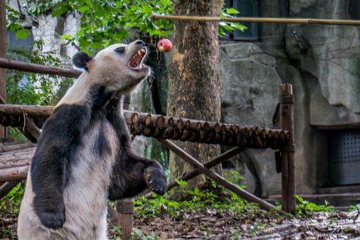 Panda playing in the bamboo forest in Sichuan province