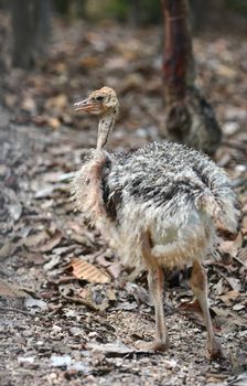 a baby ostrich in zoo