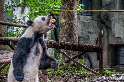 Panda playing in the bamboo forest in Sichuan province