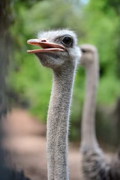 close up of ostrich head