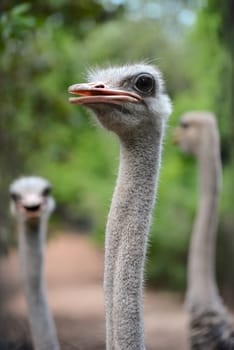 close up of ostrich head