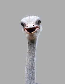 close up of ostrich head isolated on gray background