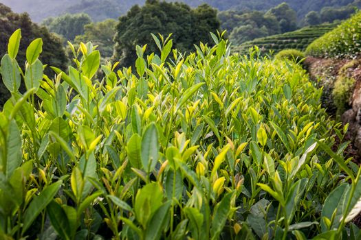 Tea terraces in Hangzhou city Zhejiang province