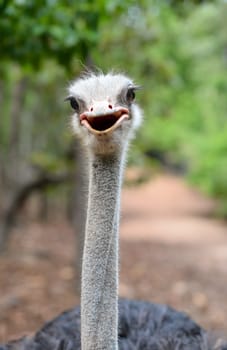 close up of ostrich head