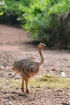 a baby ostrich in zoo