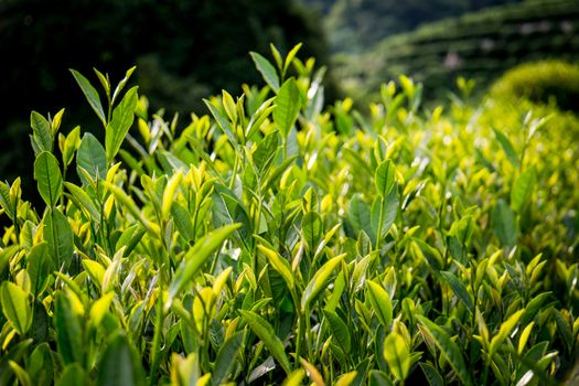 Tea terraces in Hangzhou city Zhejiang province