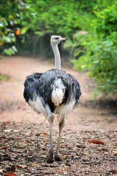 ostrich stay standing alone in nature