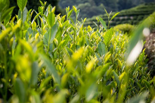 Tea terraces in Hangzhou city Zhejiang province