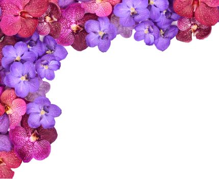 beautiful blooming orchid isolated on white background