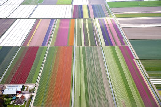 Colourful dutch flower field from above