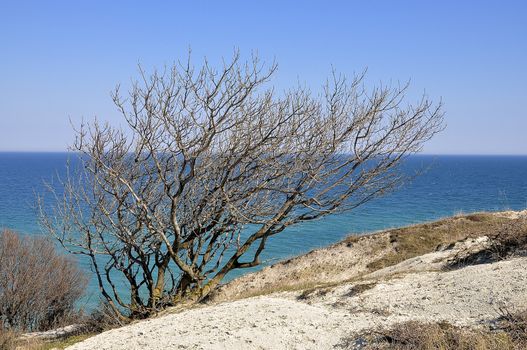 A tree in winter hibernation on the Black Sea Coast