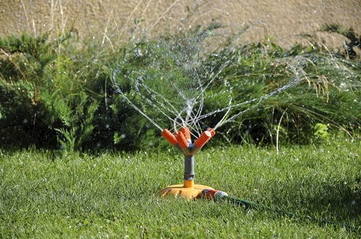 Watering the lawn dry summers with water spray 